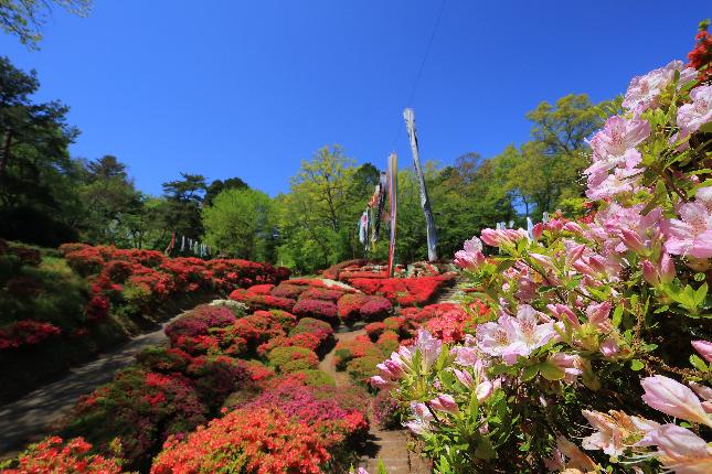 台城公園のつつじとこいのぼり