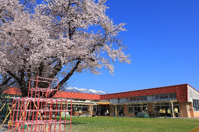 双葉保育園園庭桜2026