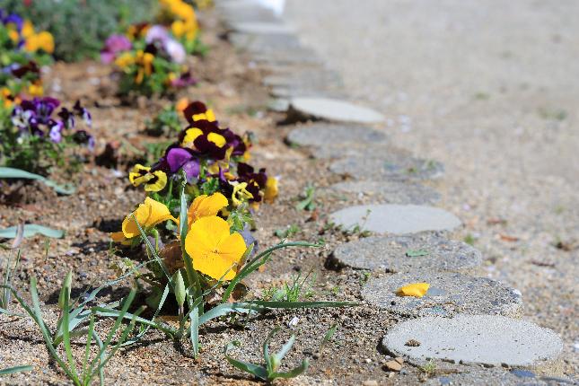 福与保育園パンジー