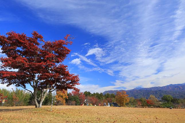 秋のむらやま公園2025