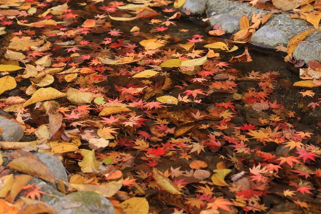 およりての森もみじ