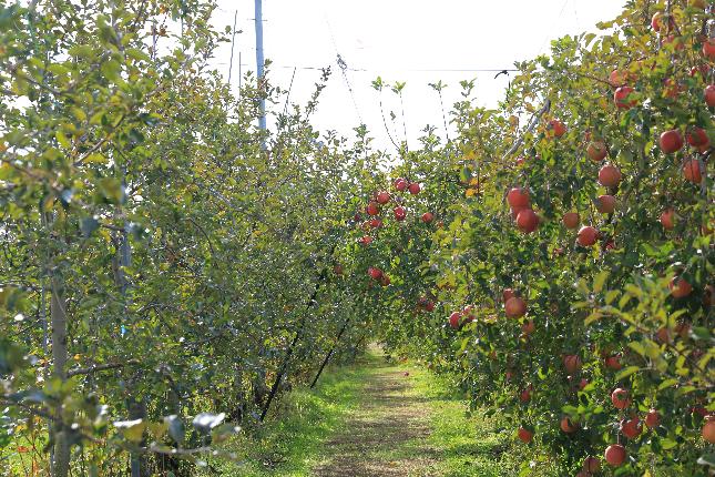 りんご畑2025