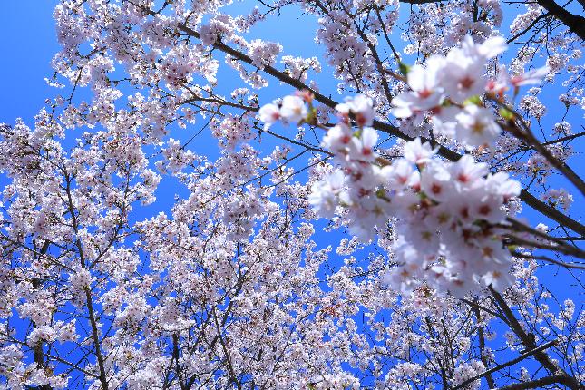 福与保育園桜2026